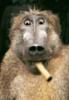 tobacmon's Profile Picture